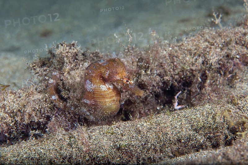 Short-snouted seahorse