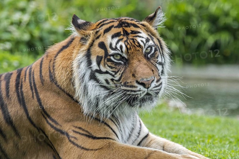 Sumatran tiger