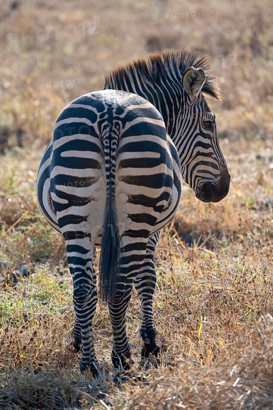 Plains Zebra of the subspecies crawshay's zebra