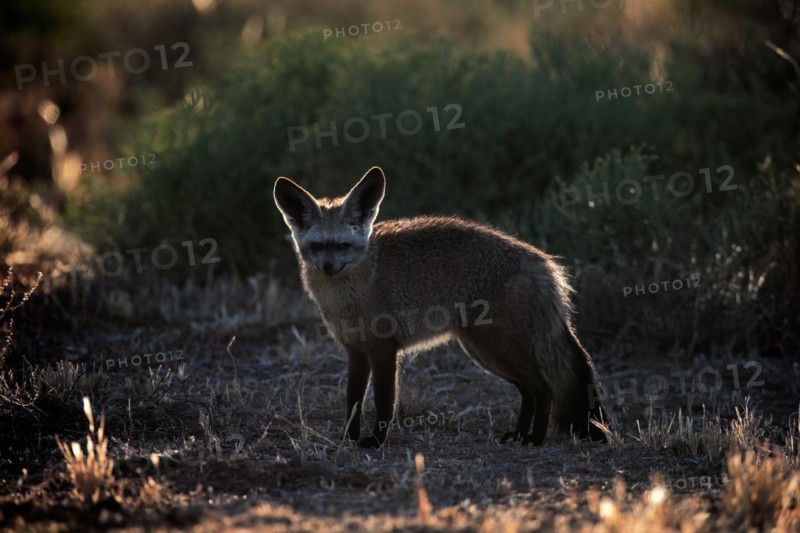 Bat-eared fox