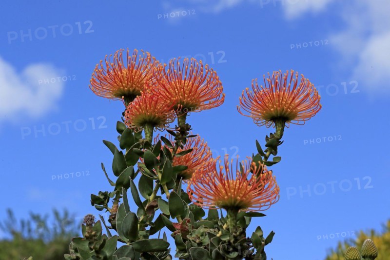Pincushion Protea