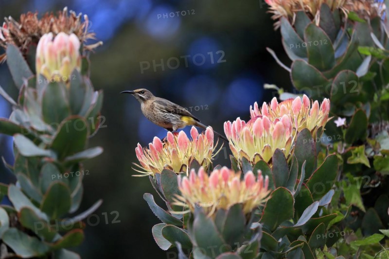 Protea aristata