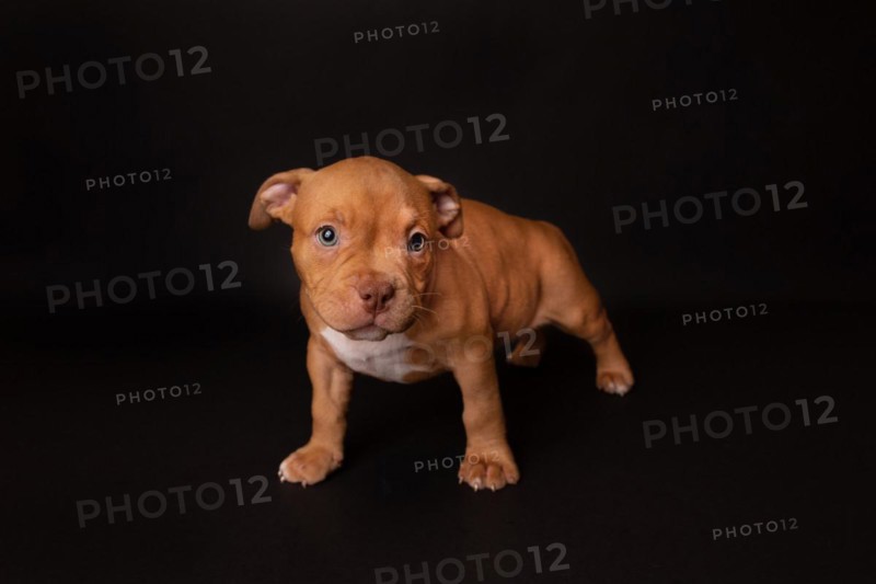Puppy American Pit Bull Terrier sit on black background in studio