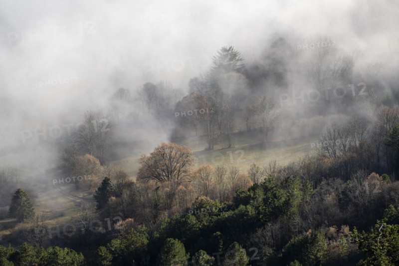Clouds of mist in the forest