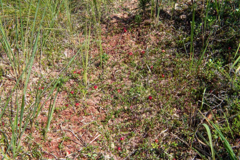 Small cranberry