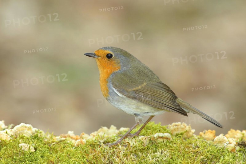 European robin