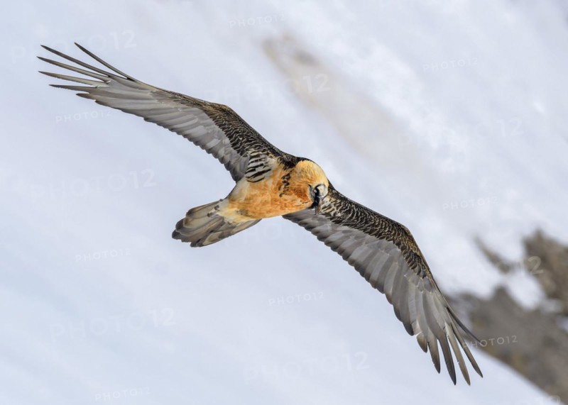 Bearded vulture