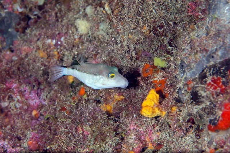 Macaronesian pointed pufferfish