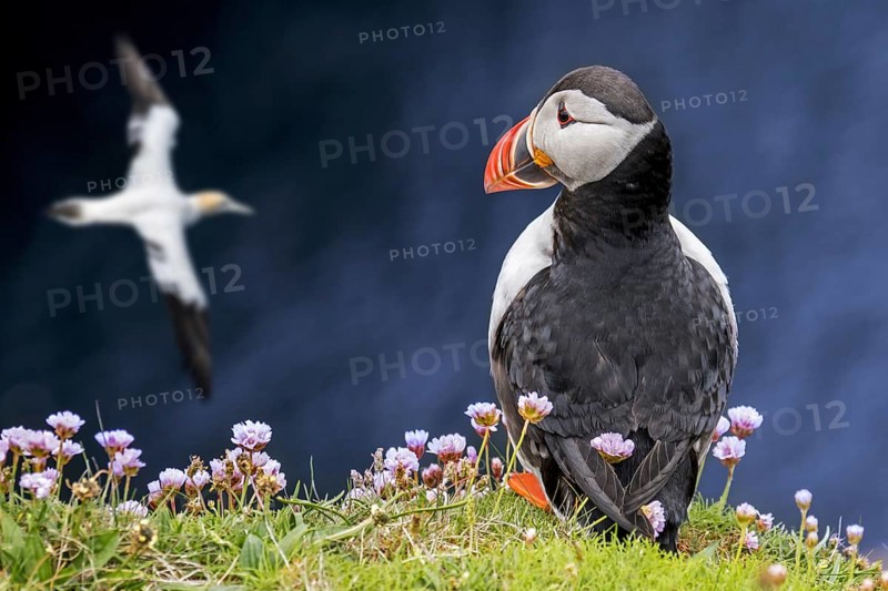 Atlantic puffin
