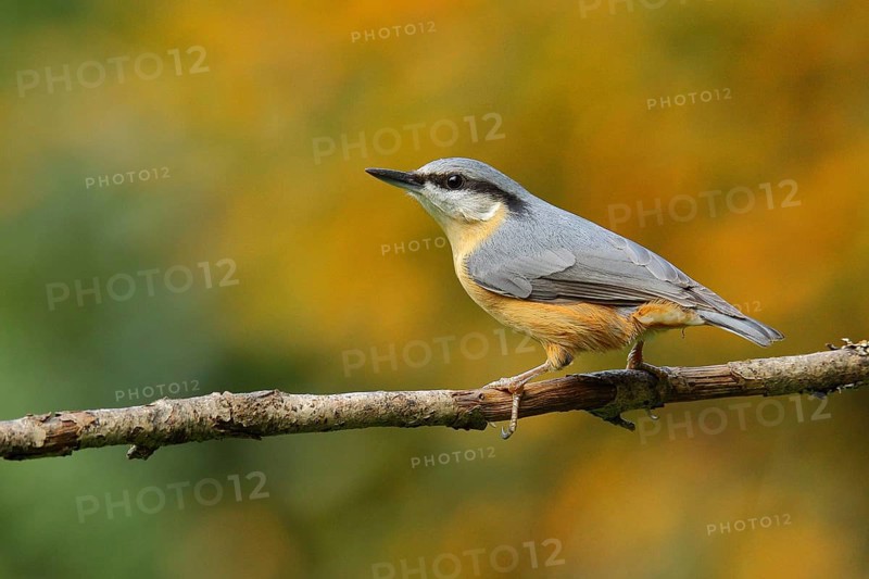 Eurasian nuthatch