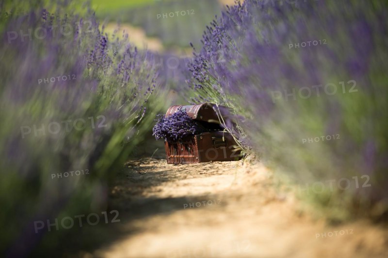 A wooden crate with a bunch of freshly harvested lavender standing on the lavender field paths. Lavender field in Poland