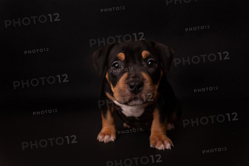 Puppy American Pit Bull Terrier sit on black background in studio