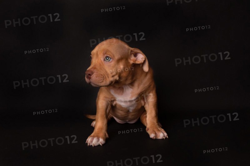 Puppy American Pit Bull Terrier sit on black background in studio