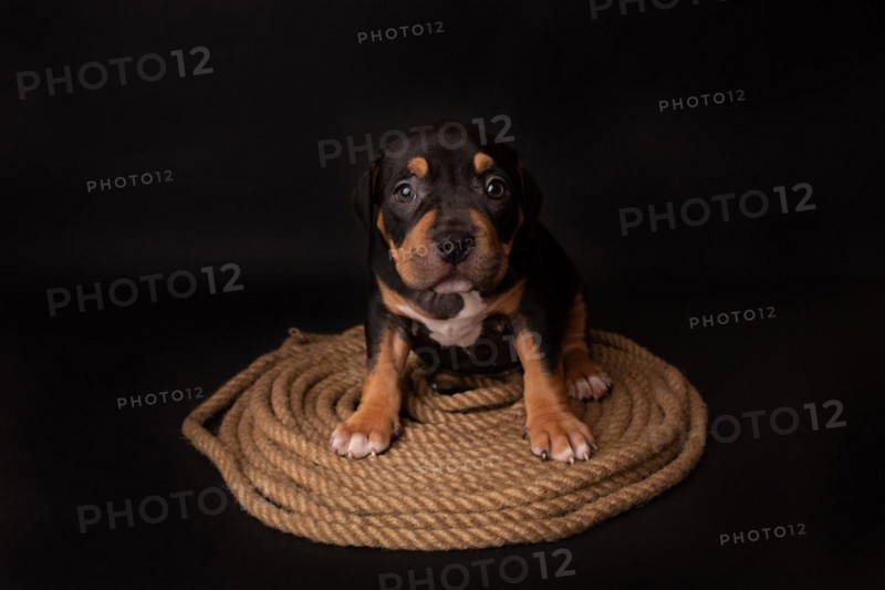 Puppy American Pit Bull Terrier sitt on a jute cord on black background in studio
