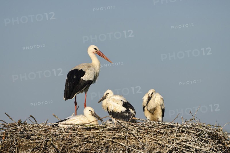 White Stork