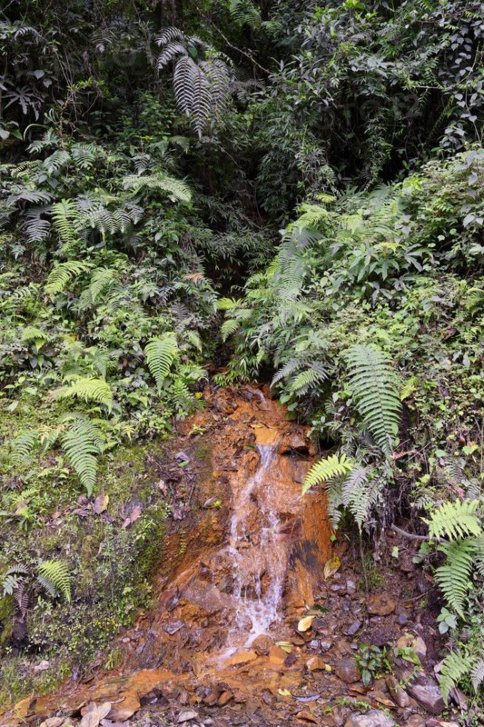 Tropical Cloud Forest landscape