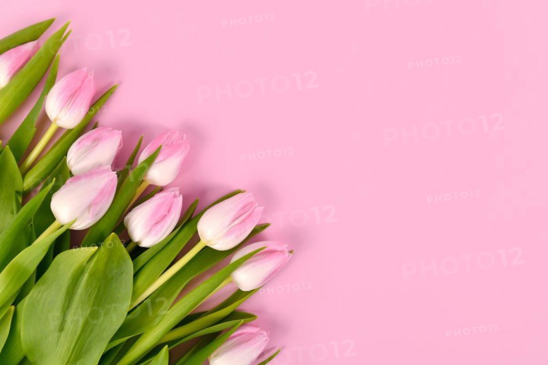 Tulip spring flowers with pink tips in corner of pink background with copy space