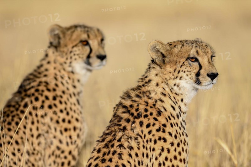 Two cheetahs