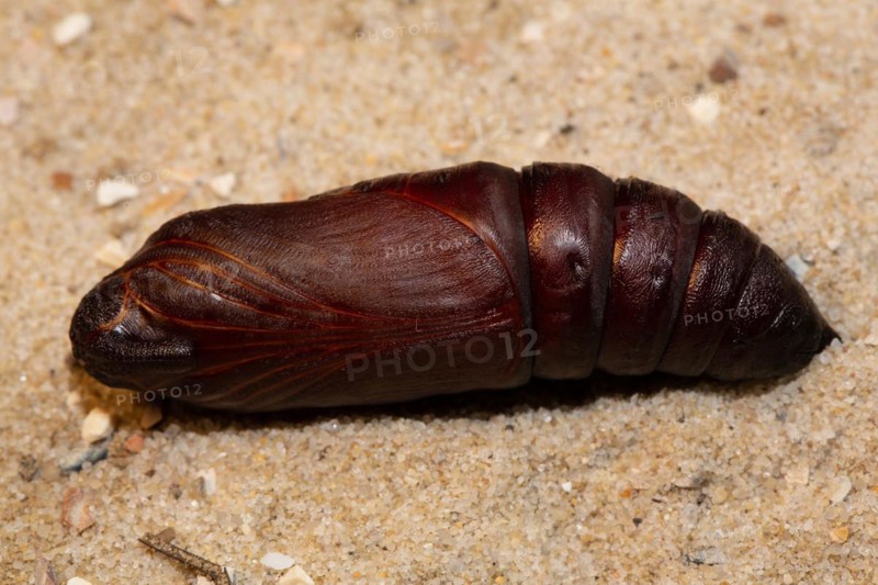 Privet hawk moth pupa lying on sand