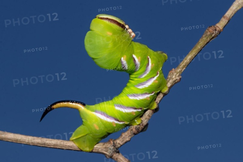 Privet hawk moth caterpillar sitting on branch right looking up against blue sky