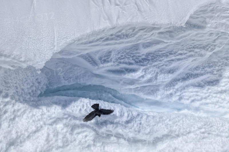 Alpine chough