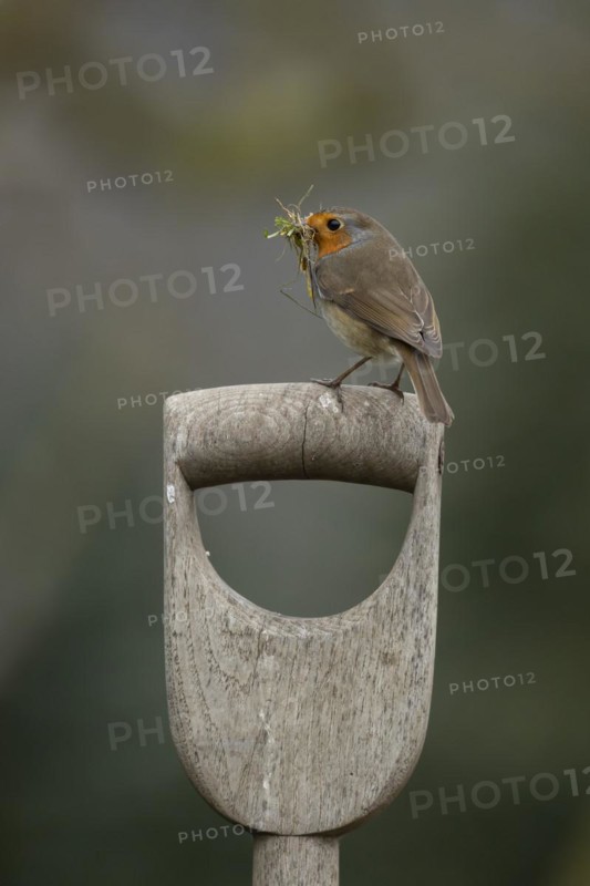 European robin