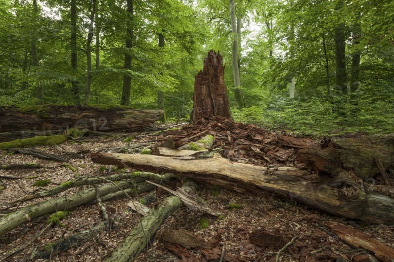 Deadwood of a decayed copper beech