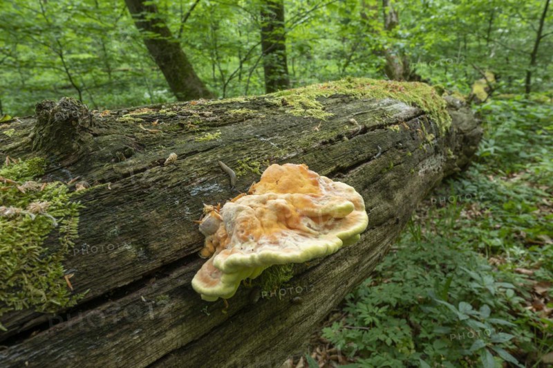 Sulphur polypore