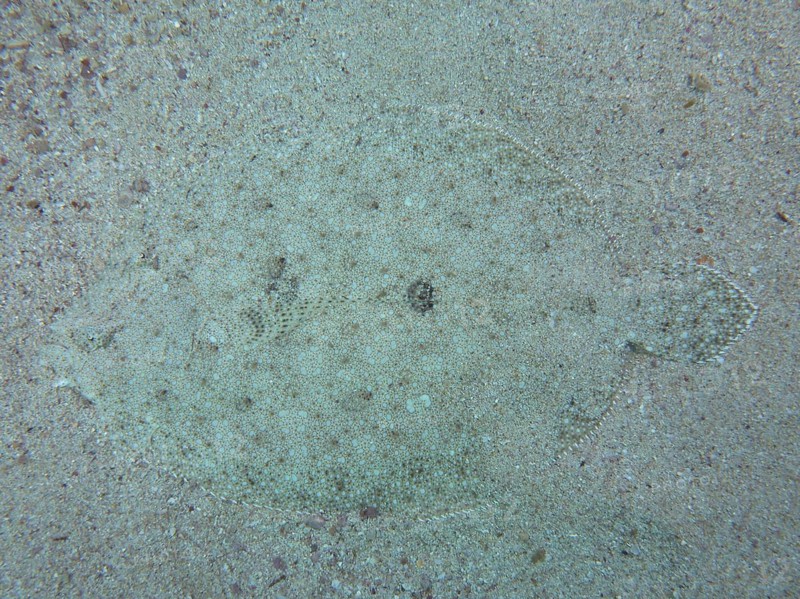 Well camouflaged peacock flounder