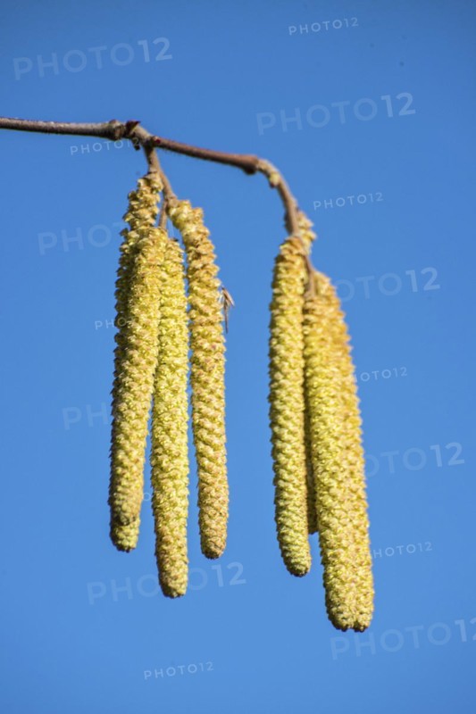 Common hazel