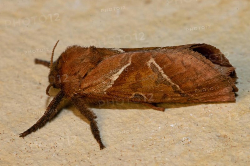 Dock root borer Butterfly with closed wings sitting on stone slab looking left