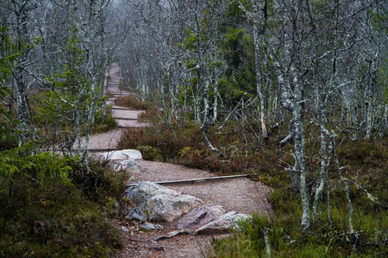 Hiking trail in Fulufjaellet National Park