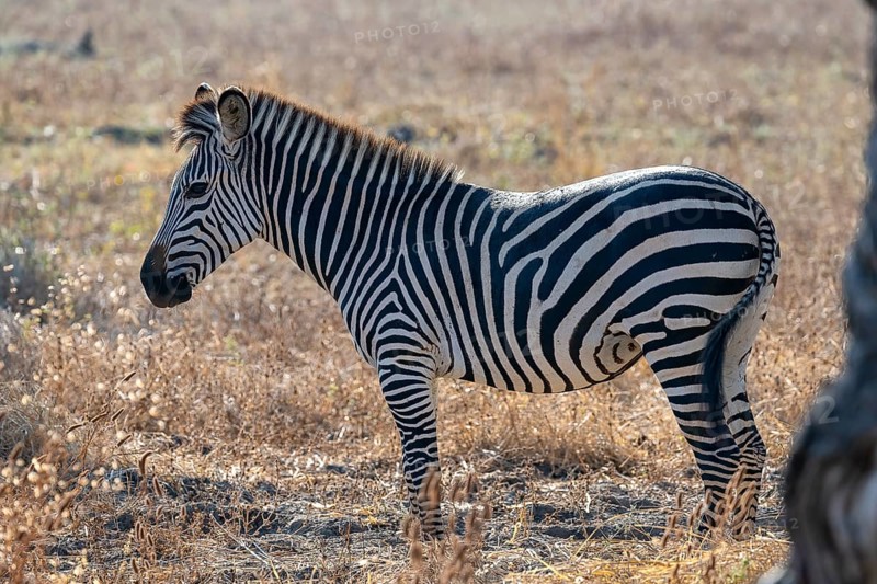 Plains Zebra of the subspecies crawshay's zebra
