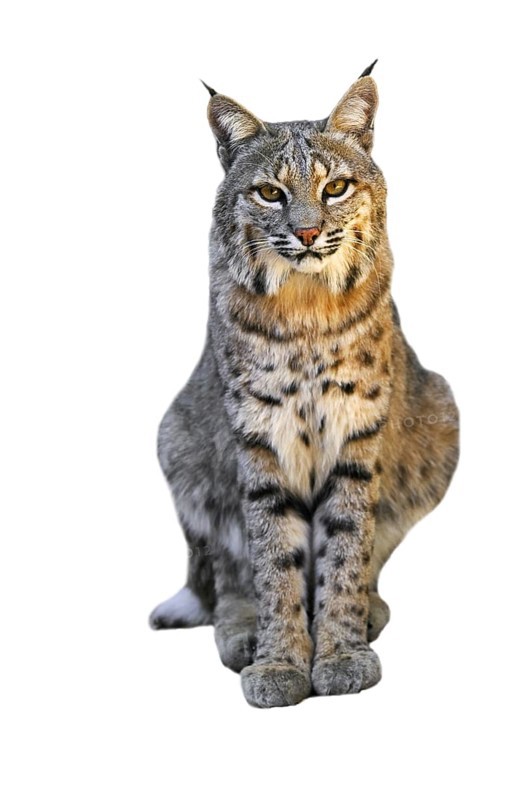 Bobcat