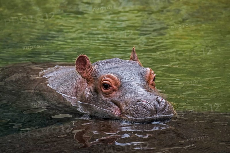 Close up of cute baby common hippopotamus