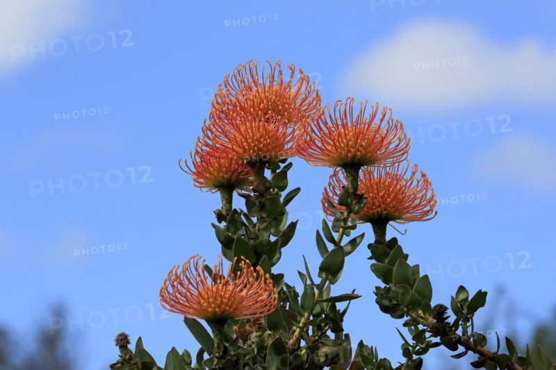 Pincushion Protea