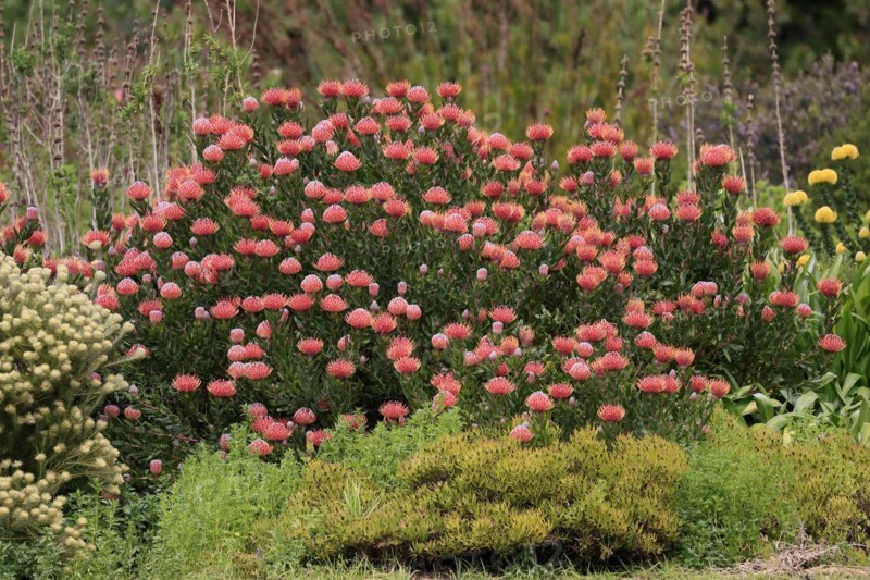Pincushion Protea