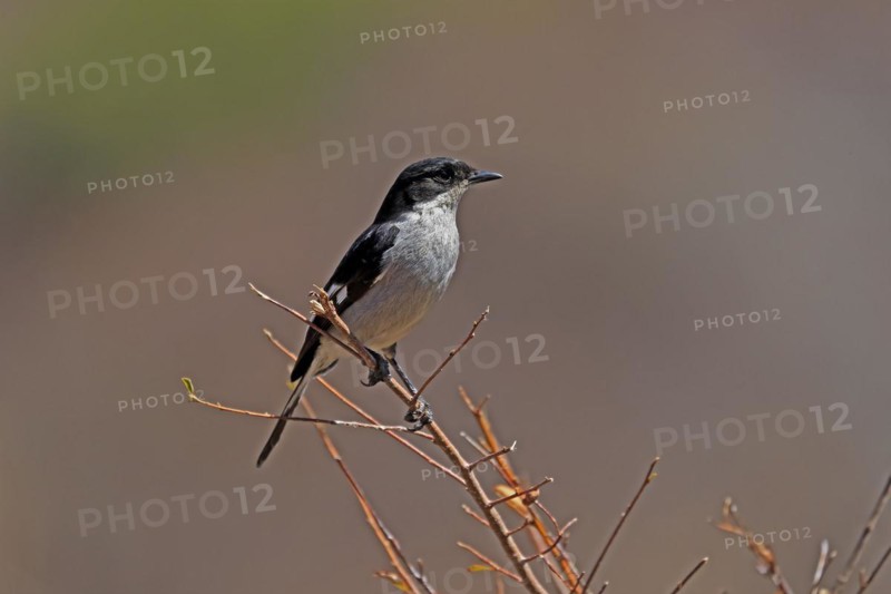Shrike Flycatcher