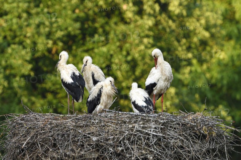 White Stork