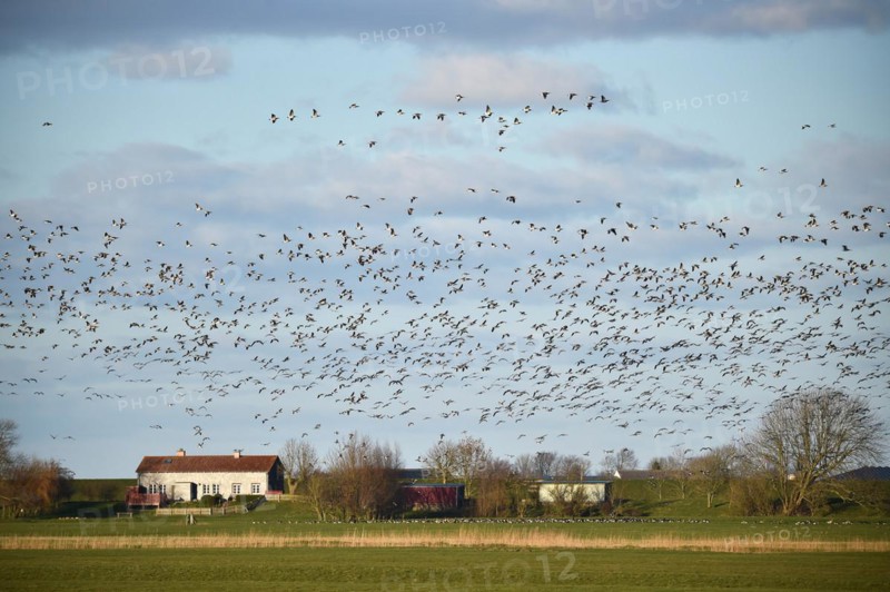 Canada Geese
