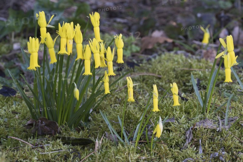 Cyclamen-flowered daffodils