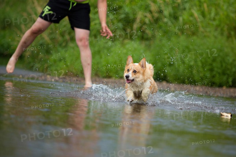 Corgi dog running on water in river a catching stick. Summer