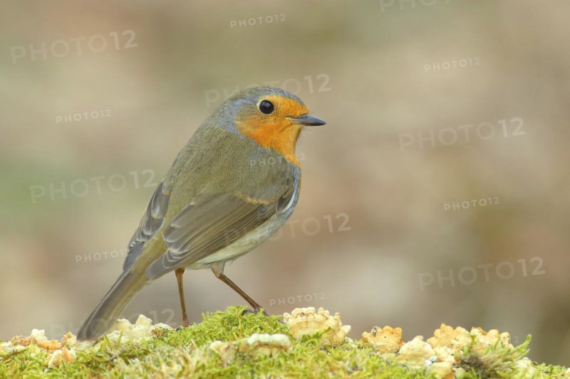 European robin