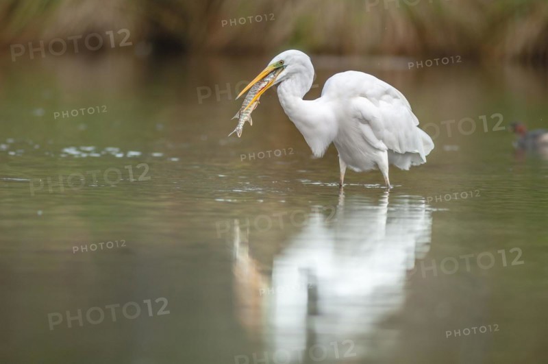A large egret
