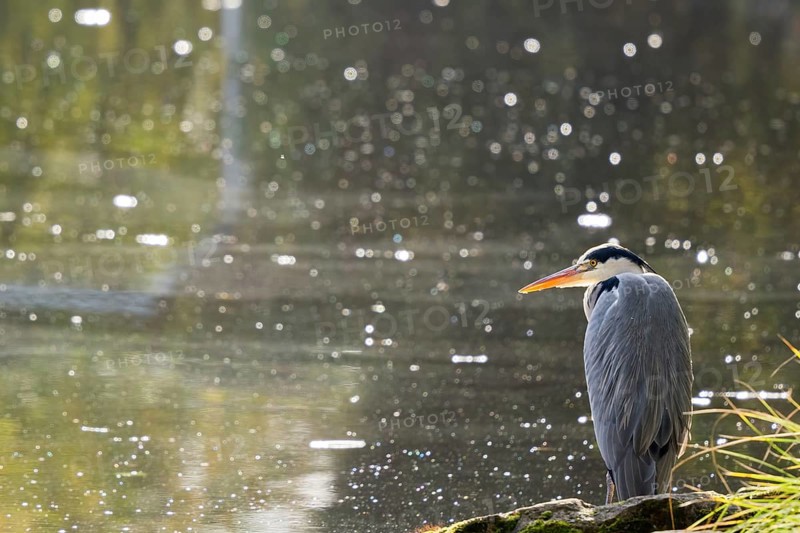 Grey heron