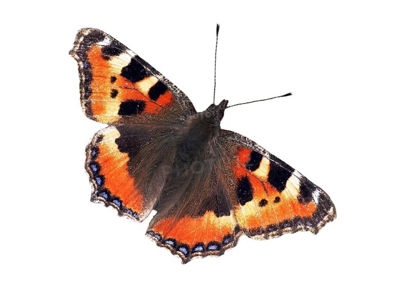 Small tortoiseshell