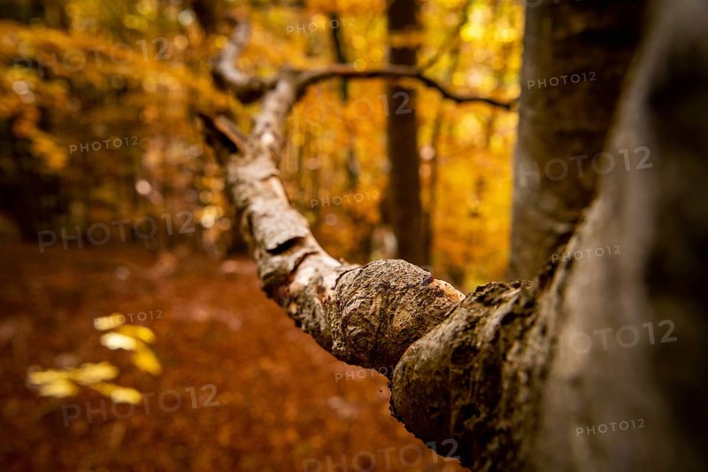 Branch
