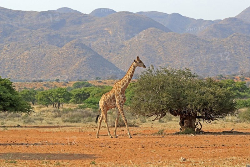 Southern giraffe