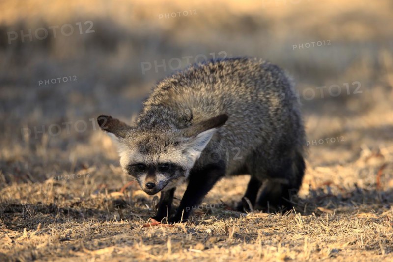 Bat-eared fox
