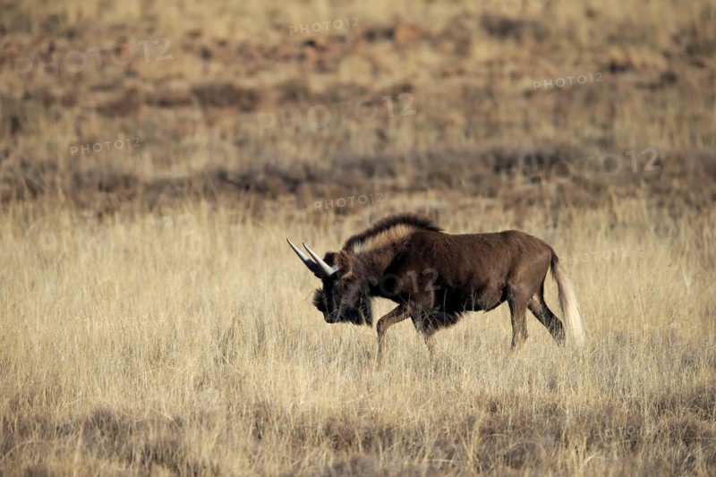 White-tailed gnu
